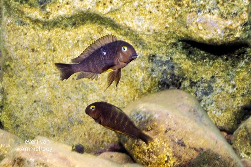 Tropheus brichardi 'Gombe NP'